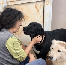 LINUS, Hund, Mischlingshund in Griechenland - Bild 4