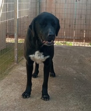 LINUS, Hund, Mischlingshund in Griechenland - Bild 8