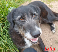 LELLA, Hund, Mischlingshund in Italien - Bild 1