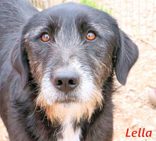 LELLA, Hund, Mischlingshund in Italien - Bild 2