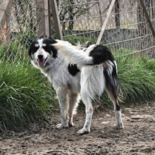 STINA, Hund, Mischlingshund in Hannover - Bild 2