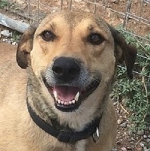 CHARA, Hund, Mischlingshund in Griechenland - Bild 1