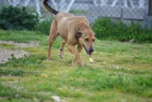 CHARA, Hund, Mischlingshund in Griechenland - Bild 10