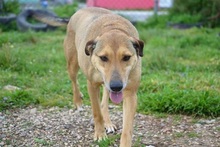 CHARA, Hund, Mischlingshund in Griechenland - Bild 12