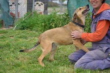 CHARA, Hund, Mischlingshund in Griechenland - Bild 13