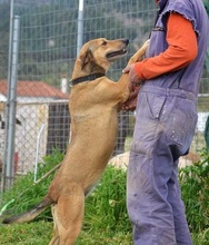 CHARA, Hund, Mischlingshund in Griechenland - Bild 14