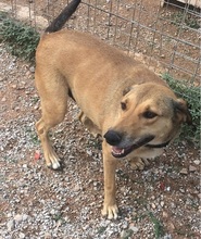 CHARA, Hund, Mischlingshund in Griechenland - Bild 16