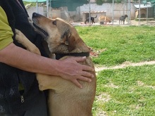 CHARA, Hund, Mischlingshund in Griechenland - Bild 3