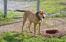 CHARA, Hund, Mischlingshund in Griechenland - Bild 5