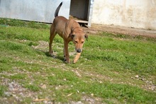 CHARA, Hund, Mischlingshund in Griechenland - Bild 6