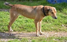 CHARA, Hund, Mischlingshund in Griechenland - Bild 7