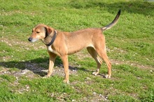 CHARA, Hund, Mischlingshund in Griechenland - Bild 9