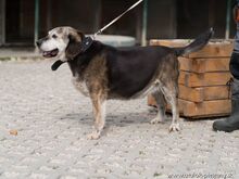 AXO, Hund, Mischlingshund in Slowakische Republik - Bild 2