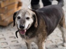 AXO, Hund, Mischlingshund in Slowakische Republik - Bild 3