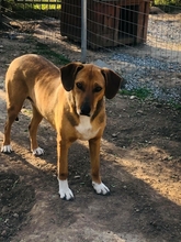 SHANI, Hund, Mischlingshund in Griechenland - Bild 2