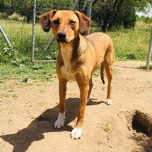 SHANI, Hund, Mischlingshund in Griechenland - Bild 3