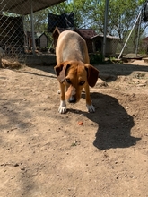 SHANI, Hund, Mischlingshund in Griechenland - Bild 4
