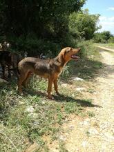 SHANI, Hund, Mischlingshund in Griechenland - Bild 7