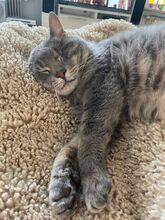 SIVKO, Katze, Europäisch Kurzhaar in München - Bild 10