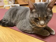 SIVKO, Katze, Europäisch Kurzhaar in München - Bild 11