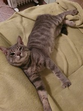SIVKO, Katze, Europäisch Kurzhaar in München - Bild 3