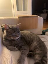 SIVKO, Katze, Europäisch Kurzhaar in München - Bild 6