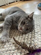 SIVKO, Katze, Europäisch Kurzhaar in München - Bild 8