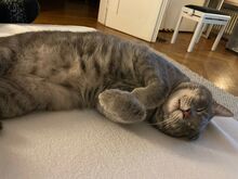 SIVKO, Katze, Europäisch Kurzhaar in München - Bild 9