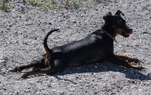AROHA, Hund, Zwergpinscher in Kronach - Bild 10