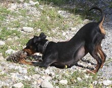 AROHA, Hund, Zwergpinscher in Kronach - Bild 17