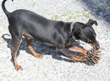 AROHA, Hund, Zwergpinscher in Kronach - Bild 18
