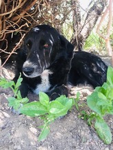 SALIEDARIA, Hund, Mischlingshund in Griechenland - Bild 1