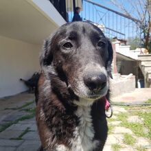 SALIEDARIA, Hund, Mischlingshund in Griechenland - Bild 2