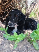 SALIEDARIA, Hund, Mischlingshund in Griechenland - Bild 3
