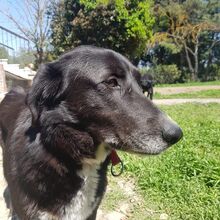 SALIEDARIA, Hund, Mischlingshund in Griechenland - Bild 4