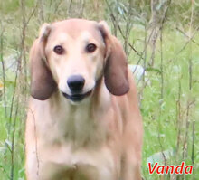 VANDA, Hund, Mischlingshund in Italien - Bild 1