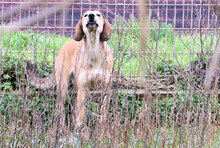 VANDA, Hund, Mischlingshund in Italien - Bild 2