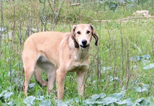VANDA, Hund, Mischlingshund in Italien - Bild 4