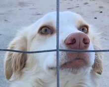 CARMEN, Hund, Mischlingshund in Griechenland - Bild 1