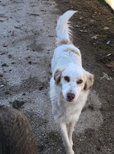 CARMEN, Hund, Mischlingshund in Griechenland - Bild 3