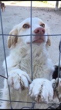 CARMEN, Hund, Mischlingshund in Griechenland - Bild 4