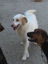 CARMEN, Hund, Mischlingshund in Griechenland - Bild 5