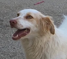 CARMEN, Hund, Mischlingshund in Griechenland - Bild 6