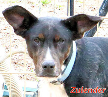 ZULENDER, Hund, Mischlingshund in Enger - Bild 15