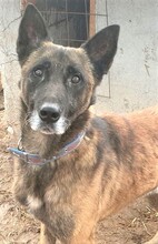 CONAN, Hund, Mischlingshund in Rumänien - Bild 1