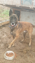 CONAN, Hund, Mischlingshund in Rumänien - Bild 3