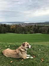 NACHO, Hund, Mischlingshund in Seebruck - Bild 4