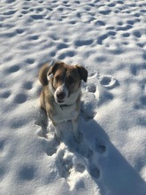 NACHO, Hund, Mischlingshund in Seebruck - Bild 5