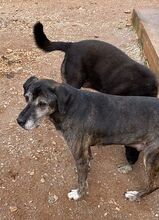 DANIEL, Hund, Mischlingshund in Griechenland - Bild 10