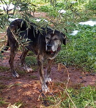 DANIEL, Hund, Mischlingshund in Griechenland - Bild 12